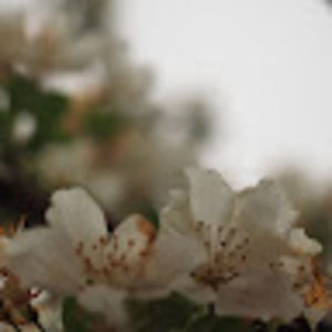 Meet your Posher, Avalon